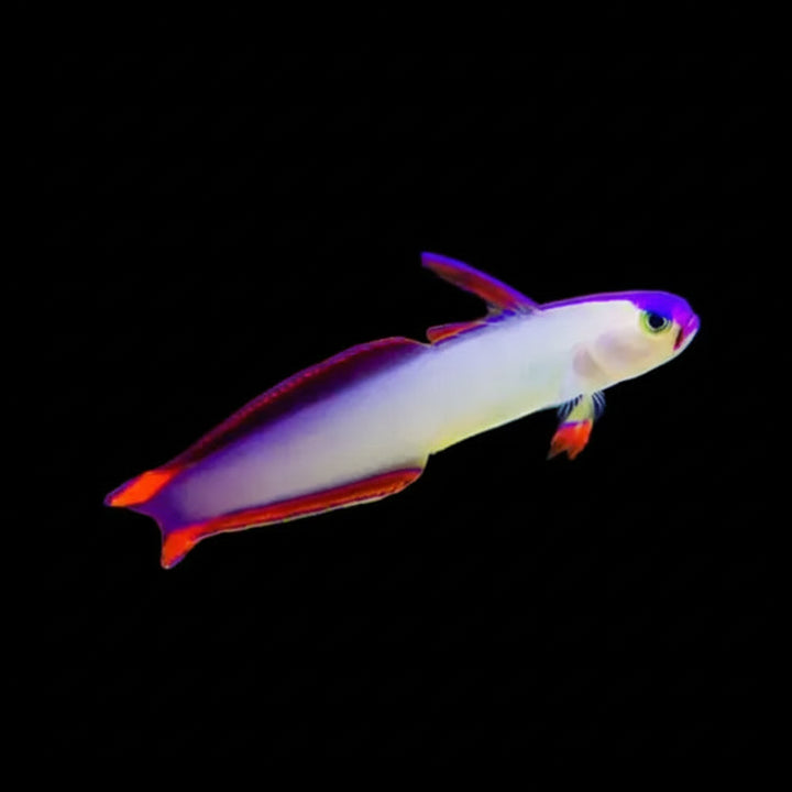 Purple Firefish (Nemateleotris decora)