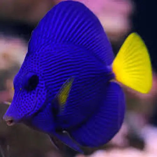 Purple Tang (Zebrasoma xanthurum)