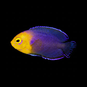 Pygmy Angelfish (Centropyge Argi)