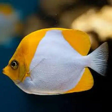Pyramid butterfly (Hemitaurichthys polylepis)