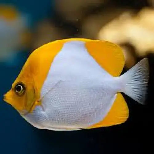 Pyramid butterfly (Hemitaurichthys polylepis)