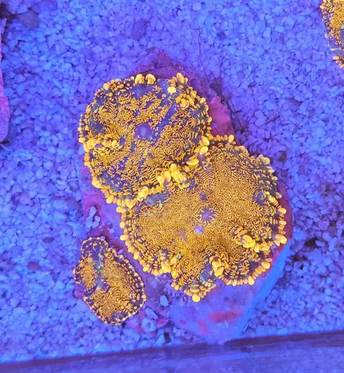 Rhodactis inchoata Halloween Special