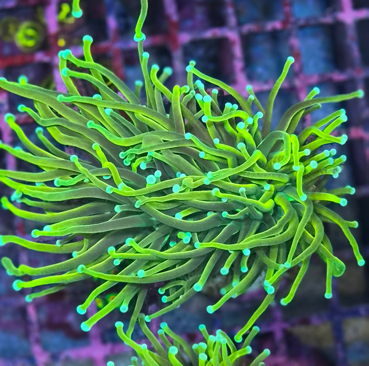 Gold Torch Coral - (Euphyllia Glabrescens)