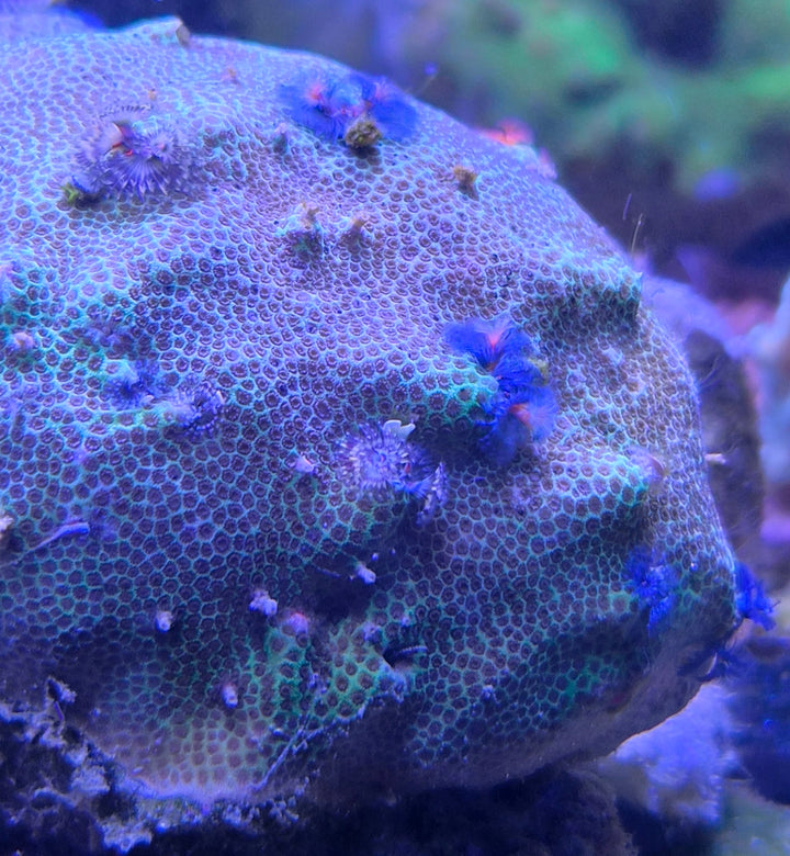 Christmas Tree Worm Rock (Porites sp. & Spirobranchus sp.) (M)