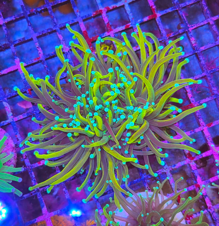 Gold Torch Coral - (Euphyllia Glabrescens)