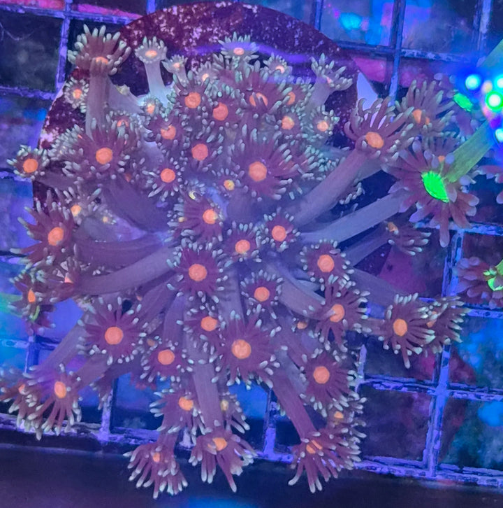 Goniopora sp. – Flowerpot Coral "Orange center" L