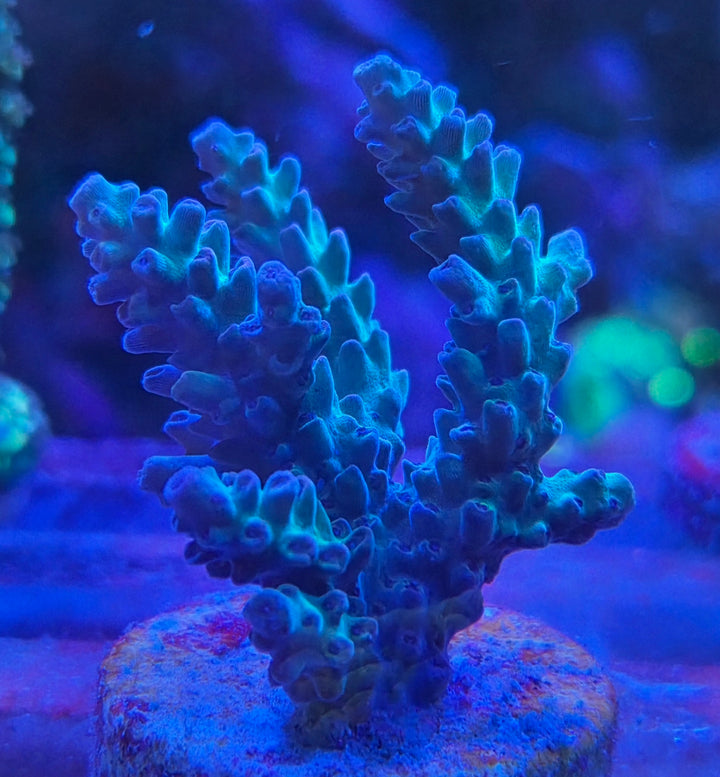 Acropora sp.