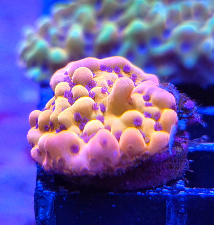 Montipora danae Gold nugget