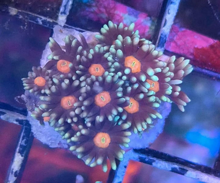 Goniopora sp. – Flowerpot Coral "Orange center"