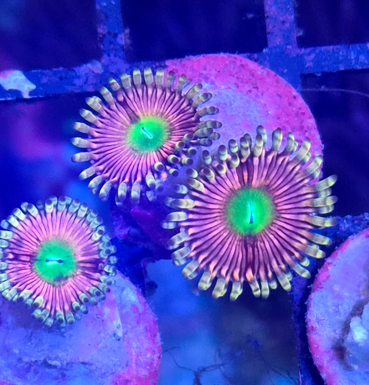 Zoanthus Pink Flamingo