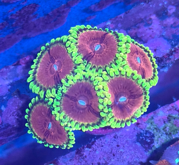 Zoanthus Pink Diamonds