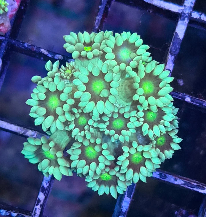 Goniopora sp. – Flowerpot Coral "Minty green"