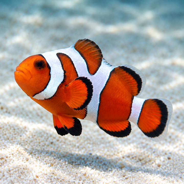 Gladiator Clownfish (Amphiprion ocellaris)