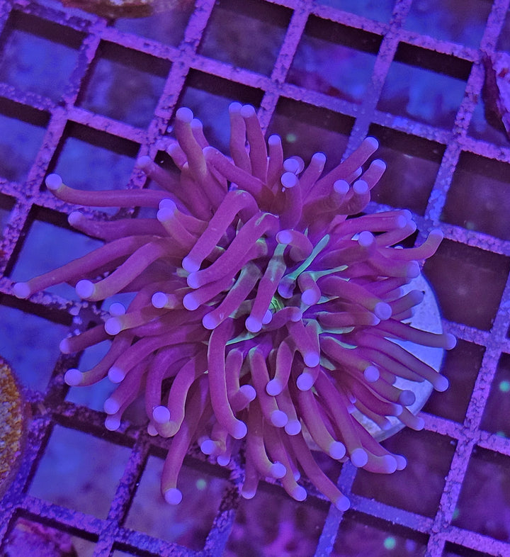 Torch Coral "Joker" - (Euphyllia Glabrescens)