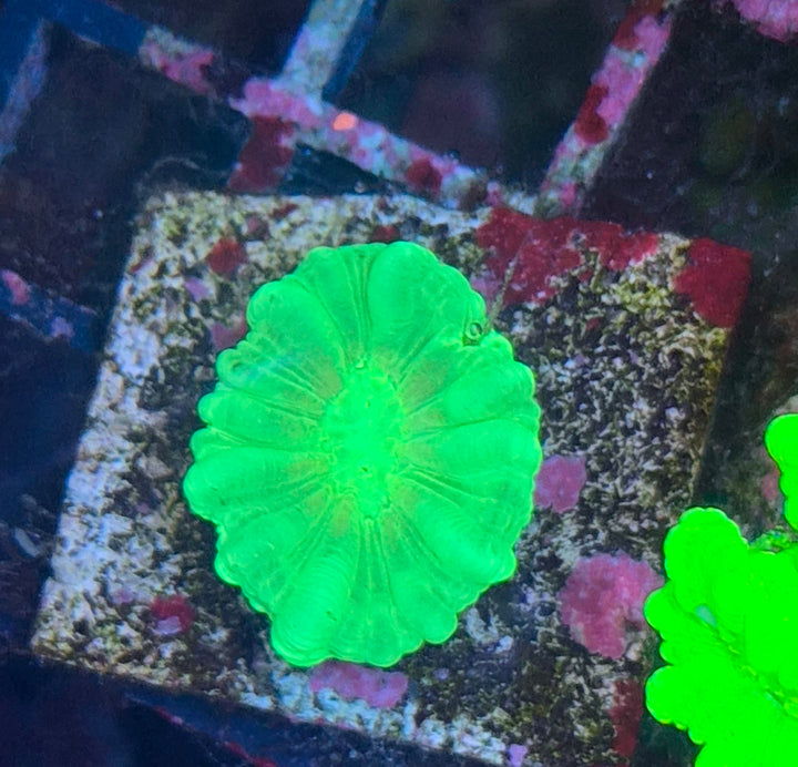 Caulastrea curvata – Candycane Coral "Toxic Green"