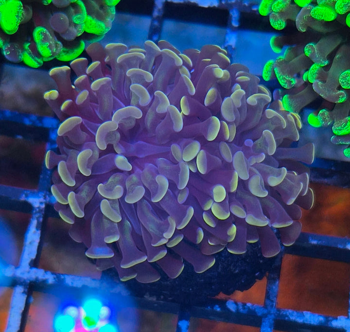 Euphyllia paraancora Copper-Orange