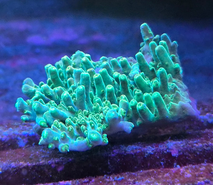 Acropora efflorescens