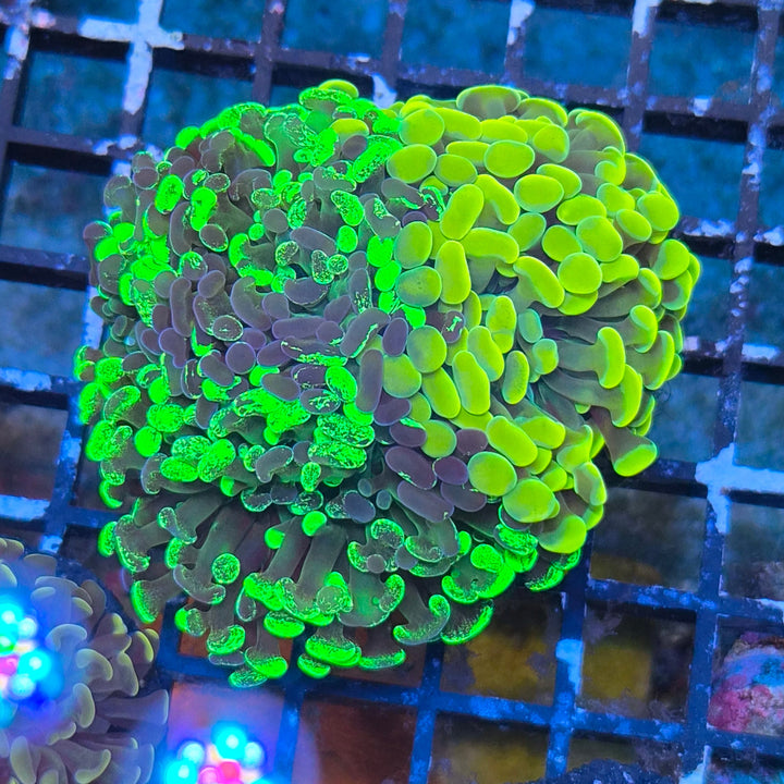 Euphyllia paraancora Mix - Gold & Green two tone