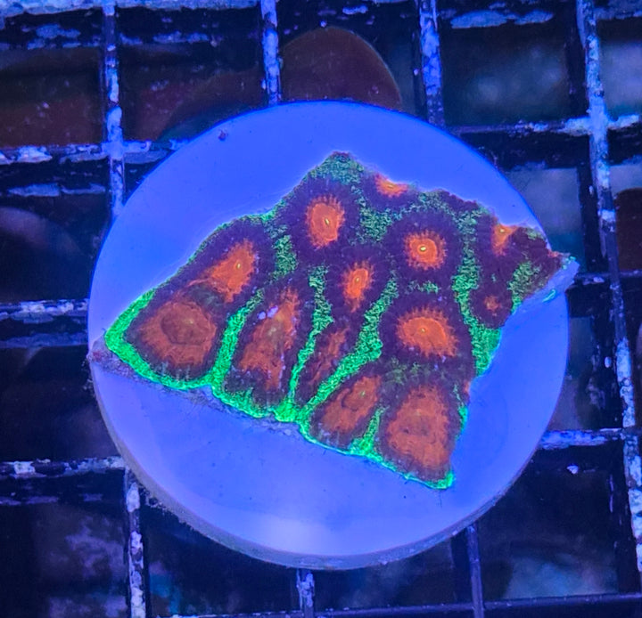 Favia Watermelon