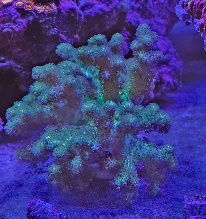 Sinularia sp. Minthy Green L