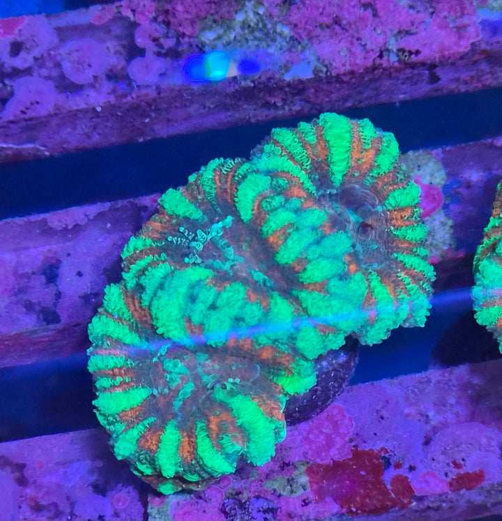 Micromussa Lordhowensis (Acan) peppermint