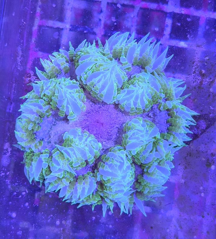 Rockflower Anemone (Epicystis crucifer) Premium