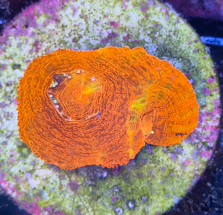 Homophyllia Bowerbanki Red Premium