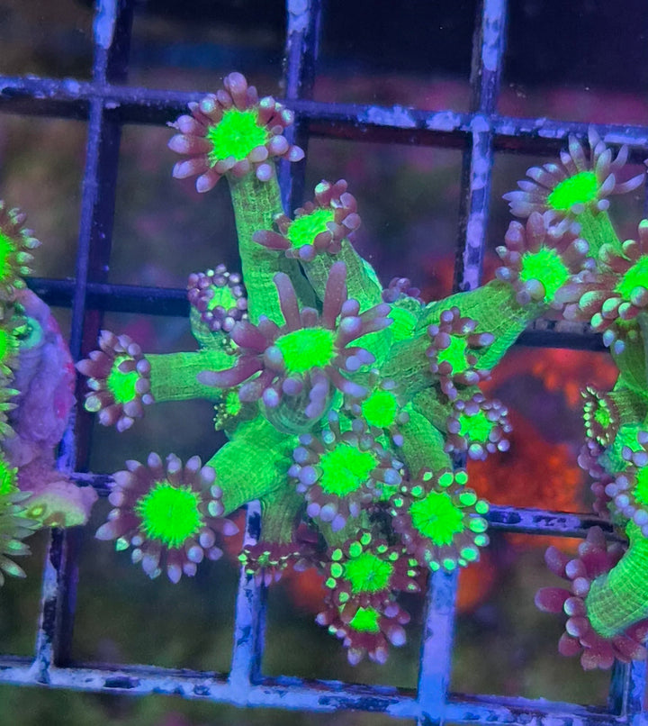 Goniopora sp. – Flowerpot Coral "Purple-Green" Premium