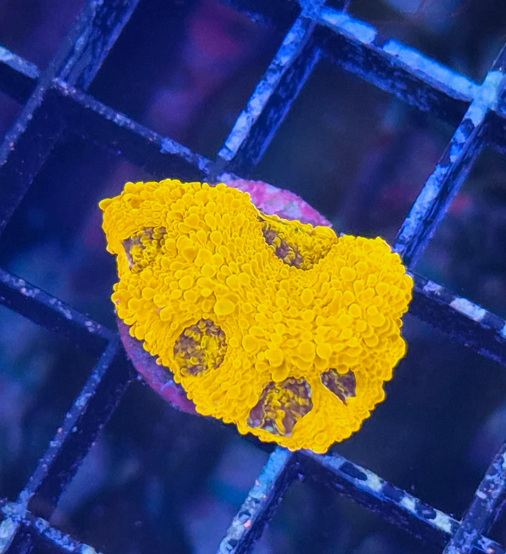 Acanthastrea echinata "Orange crush" ultra
