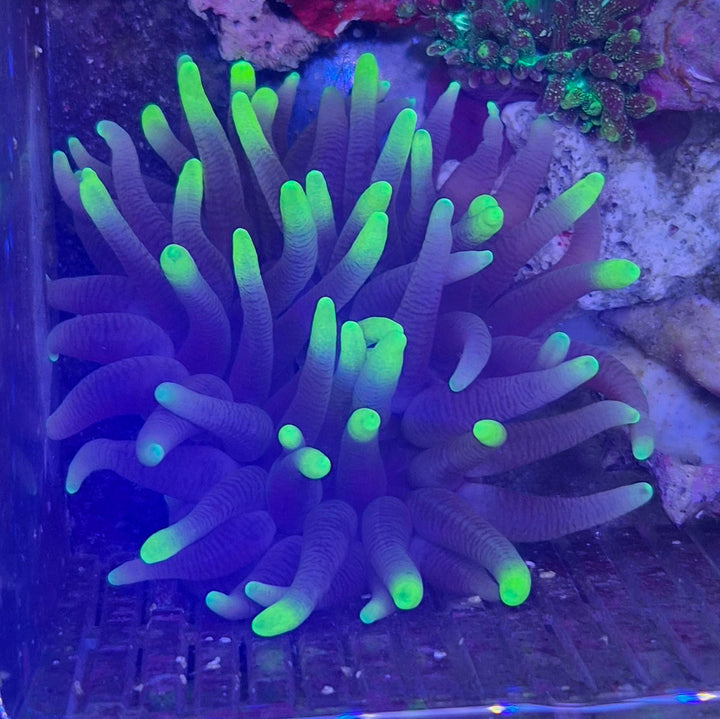 Bubble-tip anemone (Entacmaea quadricolor)