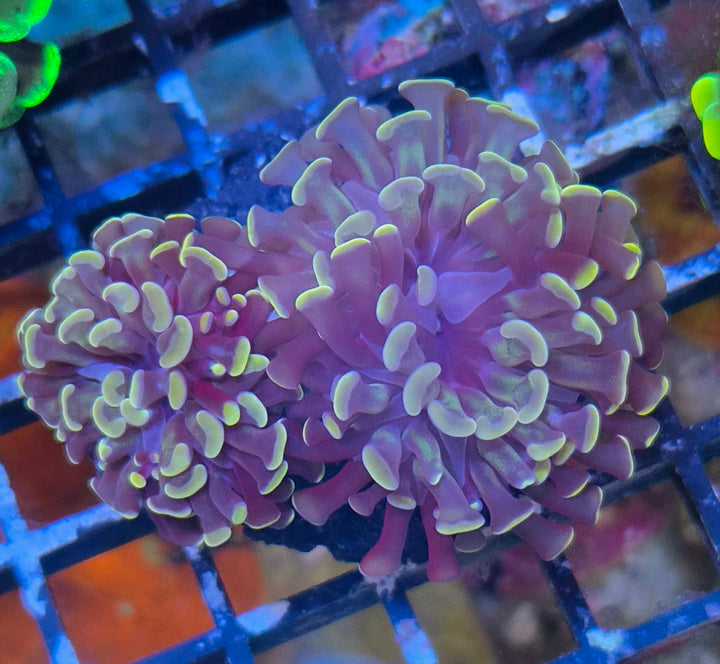 Euphyllia paraancora Copper-Orange