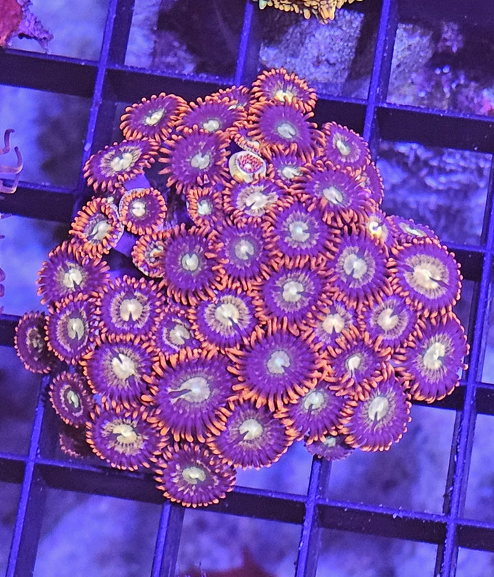 Zoanthus Purple Red
