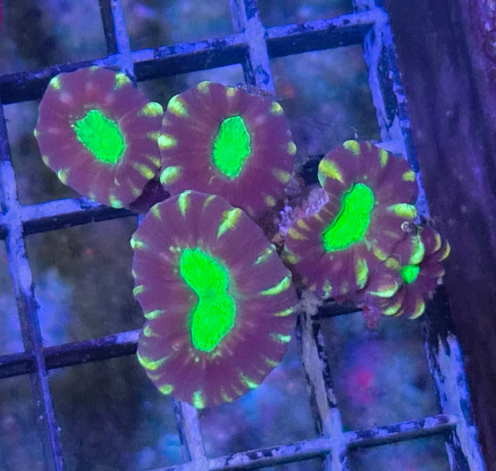Caulastrea echinulata