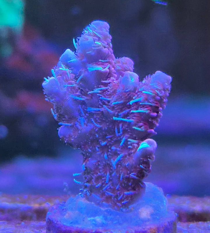 Acropora millepora pink