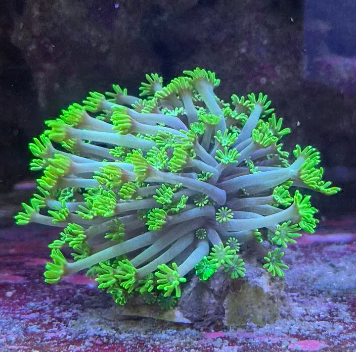 Goniopora sp. – Flowerpot Coral "Green Slim"