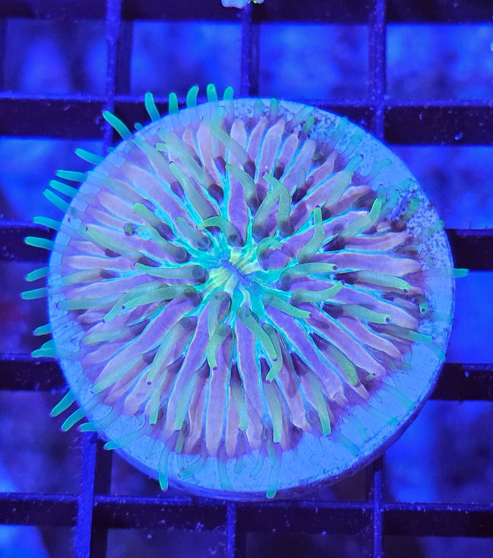 Heliofungia fralinae - Rainbow Ultra (S)