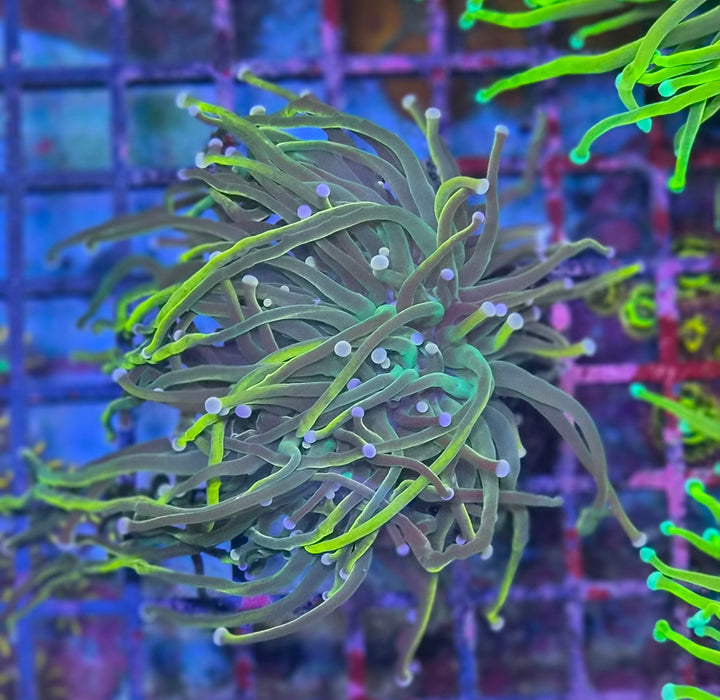 Euphyllia glabrescens "Rapunzel"