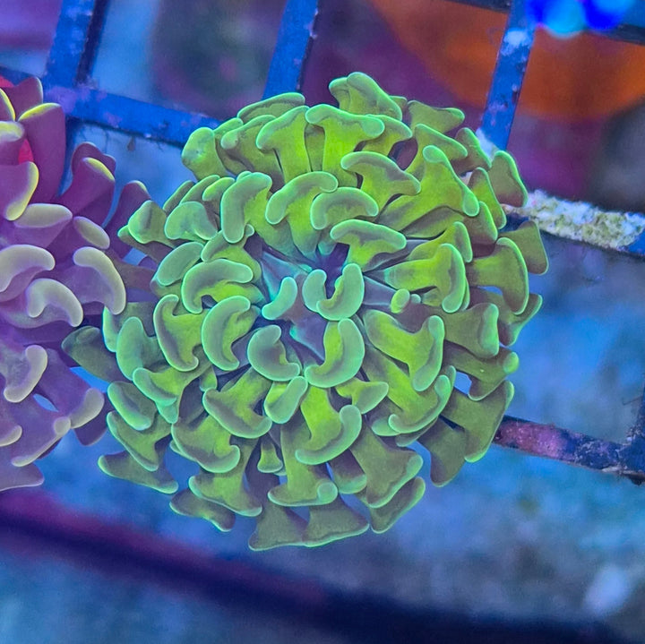 Euphyllia paraancora Goldish