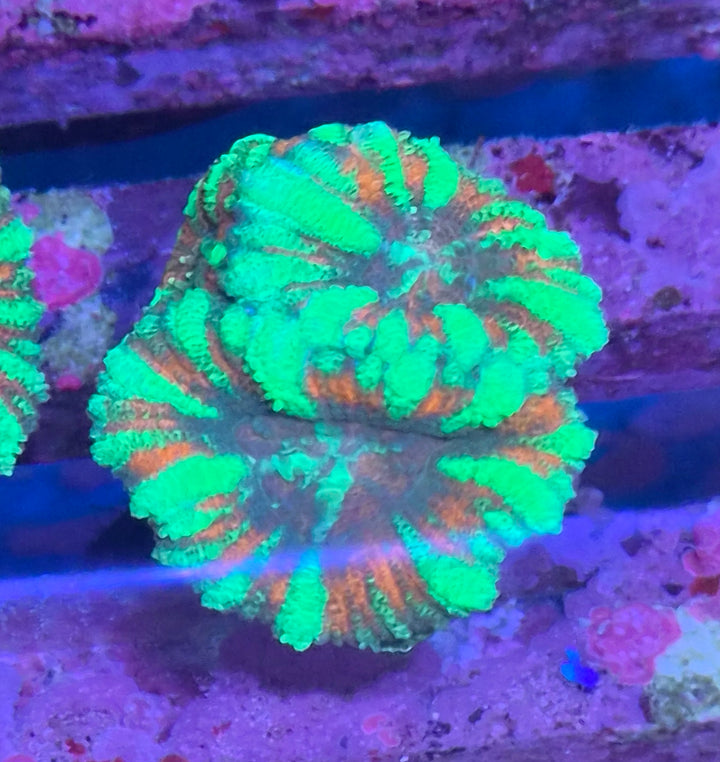 Micromussa Lordhowensis (Acan) Peppermint