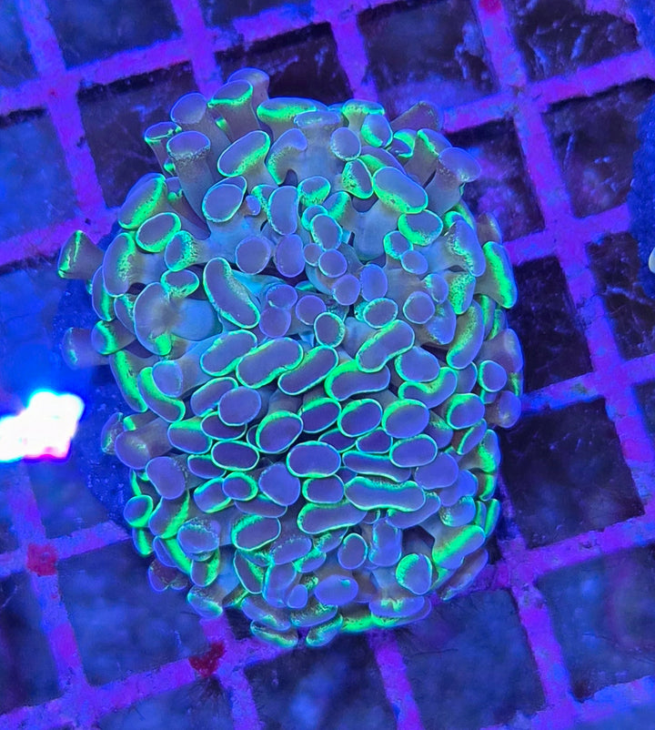 Euphyllia paraancora Hologram