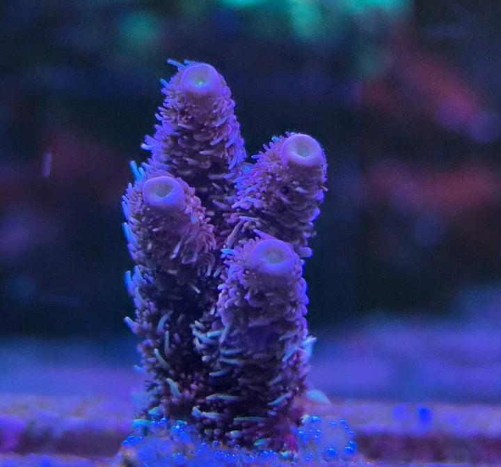 Acropora millepora pink