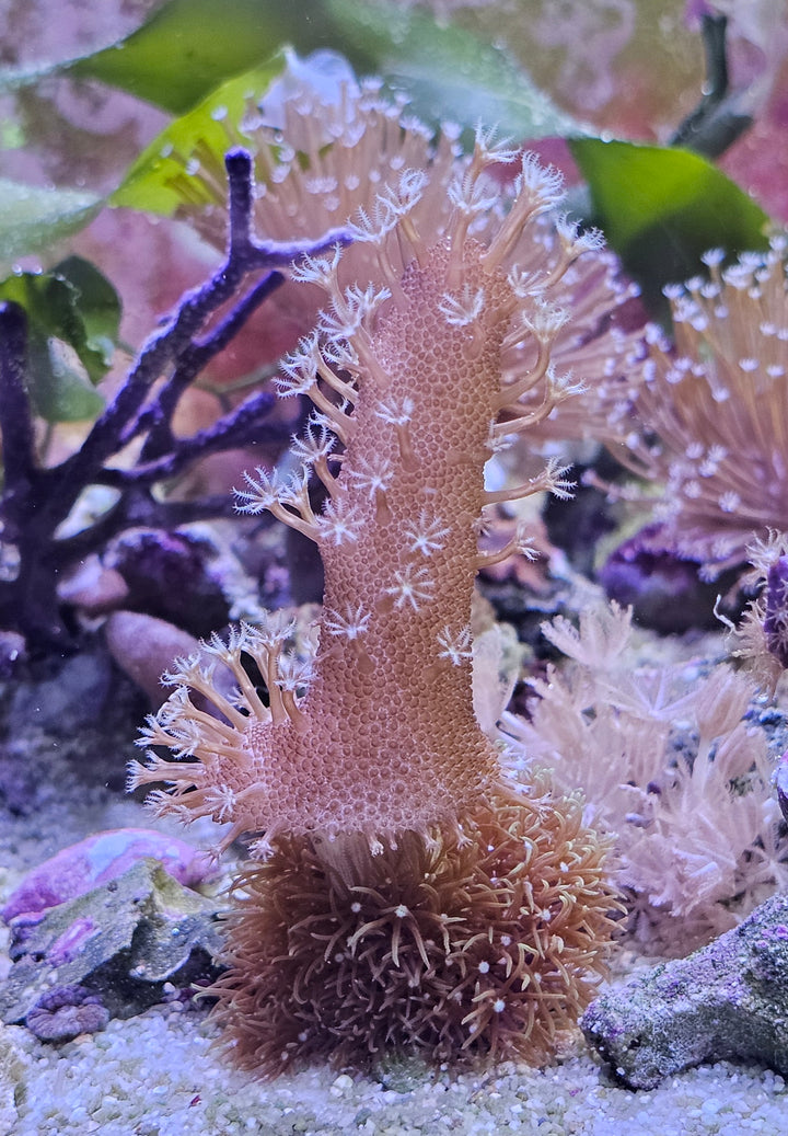 Lobophytum sp. – Devil’s Hand Leather Coral (+ Green star polyp)