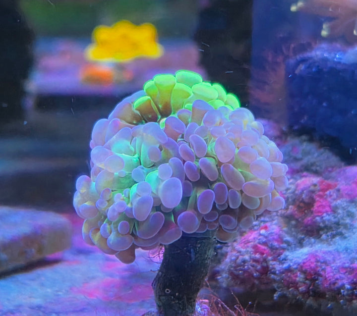 Euphyllia paraancora "Two tone"
