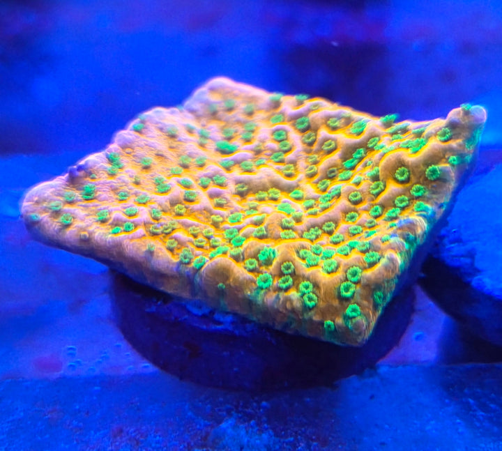 Montipora "Sunset" encrusting