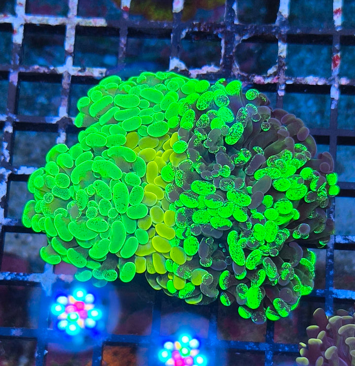 Euphyllia paraancora Garden (Korallifarmi Selection)