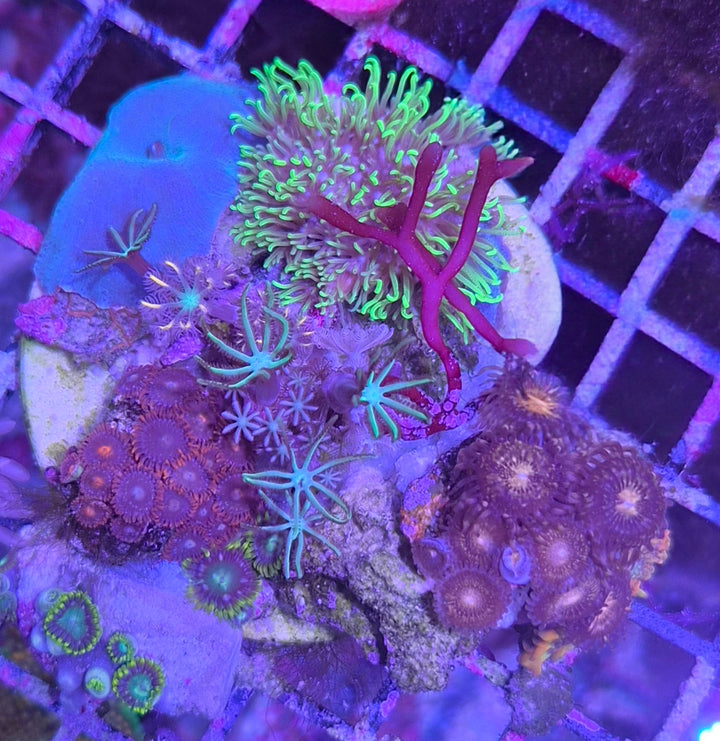 Nano garden