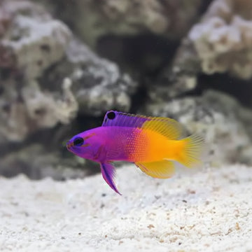 Royal Gramma Basslet (Gramma loreto) (S-koko)