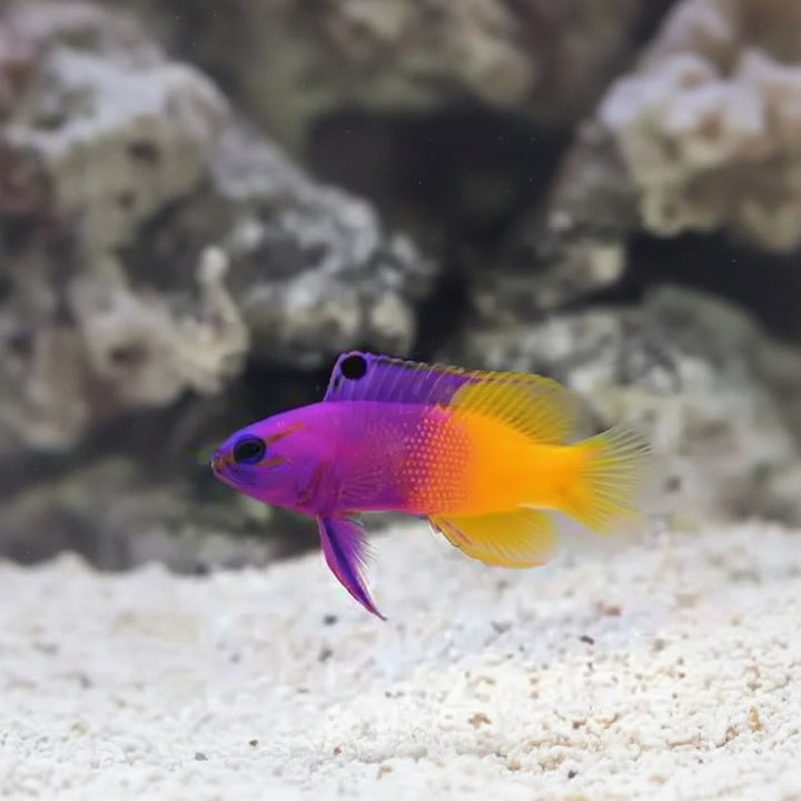 Royal Gramma Basslet (Gramma loreto) (S-koko)
