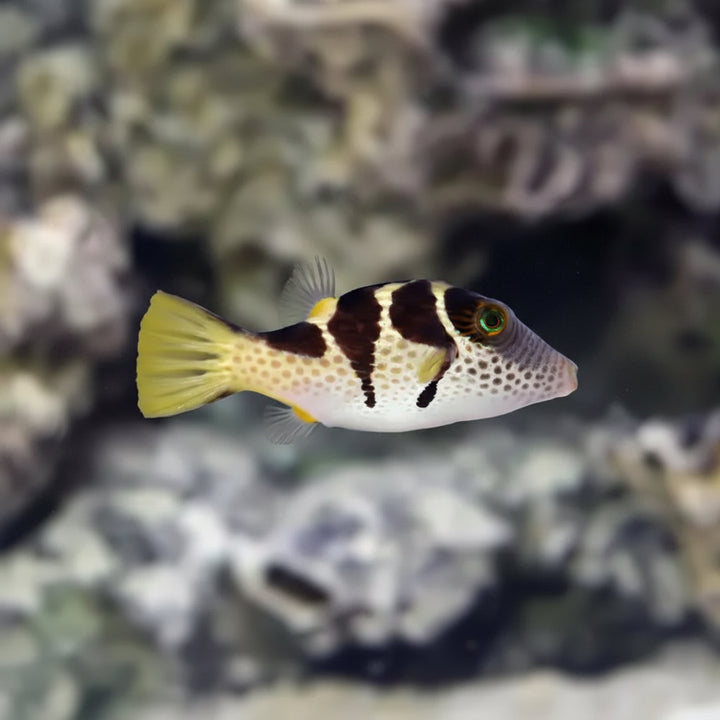 Saddle Valentini Puffer (Canthigaster valentini)