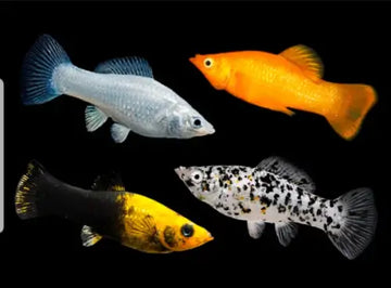 Saltwater-Acclimated Molly — Poecilia spp. (Dalmatian Yellow Black Orange)
